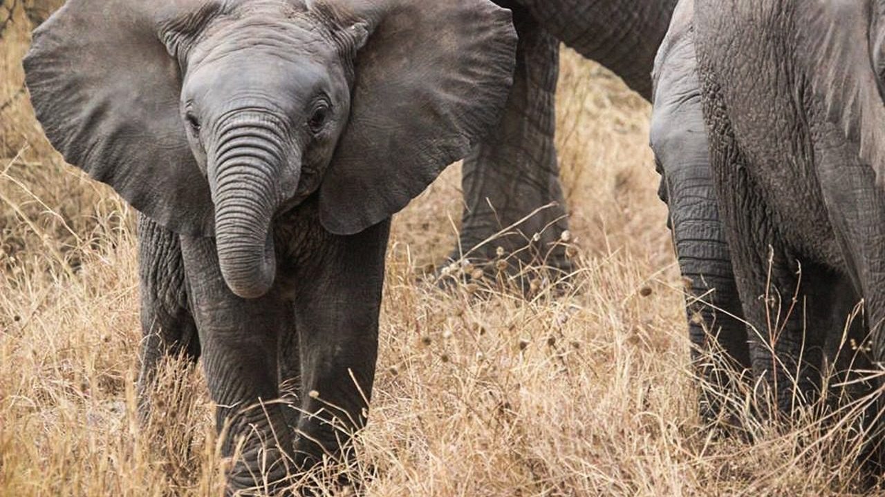 elephants-285515_1280